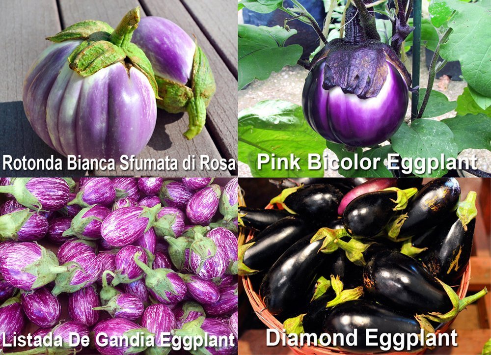 water eggplant Eggplant Seeds - Black Beauty Ripens Early with High Yields